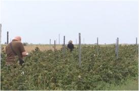 IT-işti de meserie, agricultori în timpul liber. Afacerea "dulce" înfiinţată de cuplu din Galaţi, unde clienţii plătesc 15 lei şi mănâncă cât doresc