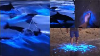 Spectacolul fascinant al naturii: apele Oceanului Pacific au devenit fosforescente. Imagini cu delfinii care înoată prin valuri luminoase
