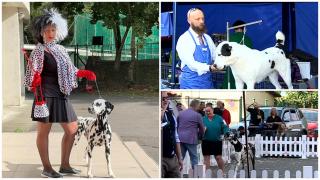 "Dracula Dog Show", un spectacol pentru iubitorii de animale. O mie de câini, din 35 de ţări, au concurat pentru premiile competiţiei