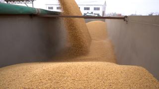 Ultima zi în care România aşteaptă planul Ucrainei cu privire la controlul exportului de cereale, după ce Comisia Europeană a ridicat restricţiile