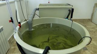 Un peşte pentru care românii scot bani buni din buzunare, adus în Marea Neagră. Primul lot a ajuns deja în Constanţa: "Mortalitatea a fost zero"