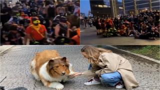 Protest în haită la Berlin. 1000 de persoane care se cred câini cer autorităţilor să li se recunoască noua identitate. Au comunicat între ei doar prin lătrat