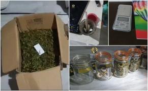 Un tânăr din Cluj și-a făcut în casă plantație de cannabis. Imagini cu "recolta" obținută, surprinse de anchetatorii DIICOT 