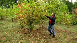 "Ne-a dăunat seceta mult de tot." O delicatesă tot mai greu de găsit în Europa, o raritate și în România din cauza caniculei și bolilor