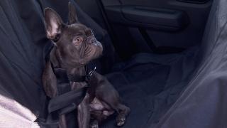 Fără câini și pisici pe locul din față al mașinii. Amenzi usturătoare pentru cei care nu-și transportă animalele în siguranță