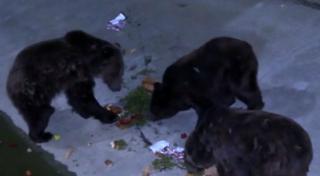 5.000 de persoane prezente la cea de-a 9 a ediţie a evenimentului Noaptea la Zoo de la Bucov. Animalele sălbatice şi-au satisfăcut poftele cu gustări norcturne