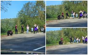 Turişti pe Transfăgărășan, la un pas să fie atacaţi de ursul cu care se fotografiau: "Îi dau de mâncare. Nu e voie măi"