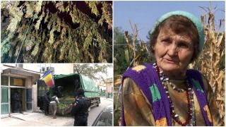 Doi săteni aveau o cultură de canabis de 10 milioane de lei într-un câmp din Neamţ. "Am zis că pune roşii, varză. A venit cu necuratul"