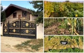 Cultură de cannabis, în lanul de porumb la Neamţ. 1,3 tone de droguri ridicate dintr-o gospodărie. Trei bărbaţi au fost arestaţi preventiv
