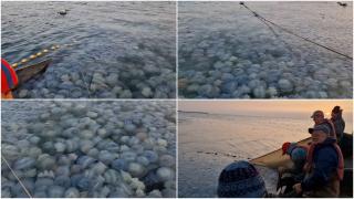 Imagini spectaculoase pe litoral. Sute de meduze au invadat Marea Neagră. Explicaţia fenomenului