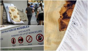 Invazie de ploşniţe la Paris, isterie în rândul populaţiei: "Oamenii devin paranoici din cauza asta"