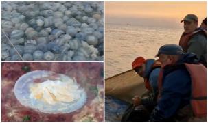 Motivul pentru care milioane de meduze au invadat ţărmul Mării Negre. Pescarii oftează şi visează să le fi vândut în loc de peşte