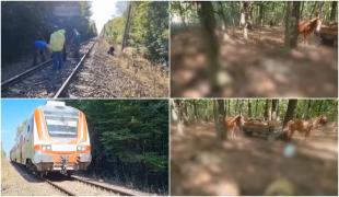 Carnagiu pe o cale ferată din Satu Mare. Peste 140 de oi, ucise de tren după ce ciobanul le-a lăsat nesupravegheate