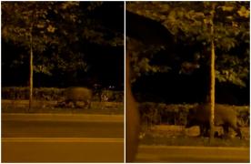 Momentul în care un mistreţ se plimbă nestingherit pe un trotuar din nordul Bucureştiului
