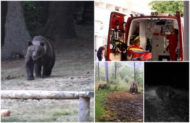 "L-a desfigurat". Bătrân atacat de urs, în timp ce culegea nuci din grădina casei, în Horezu. Doi localnici l-au salvat în ultima clipă