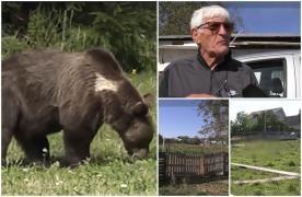 Ursul care a terorizat o comună din Bihor ar fi fost relocat, susţin localnicii: "A fost adus! Vin cu el frumos în maşină, l-au pus frumos la noi în pădure"