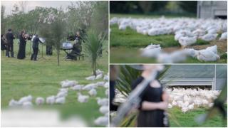 Orchestra simfonică din Noua Zeelandă a ţinut un concert pentru găini. Ce avantaje poate avea muzica pentru animale şi păsări