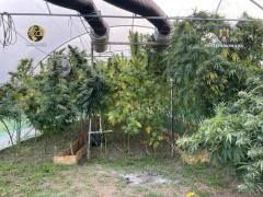 Un olandez ar fi pus la cale o "afacere" cu canabis în România. Ce au găsit poliţiştii în sera din Dâmboviţa
