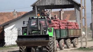 Leguma pe care fermierii români preferă să o dea la export decât să o vândă în țară. În piețe kilogramul se vinde chiar și cu 5 lei