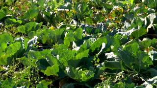 Motivul pentru care mulți localnici din Gorj au renunțat la agricultură: "S-a furat tot ca de obicei"