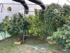 "A venit la noi, că nu îl deranjează nimeni". Mărturiile locuitorilor din satul în care un olandez a crescut canabis chiar lângă cimitir