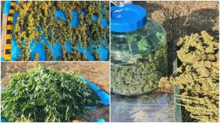 "Afacere de familie" cu droguri. Un bărbat din Ilfov a construit un solar unde creştea canabis. Marfa, vândută de nepotul său minor în şcoli