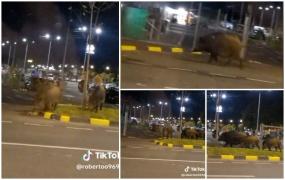 Porci mistreţi, la plimbare prin Braşov. Au fost surprinşi în parcarea unui magazin de bricolaj