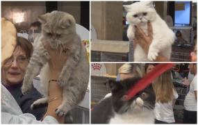 Cele mai frumoase pisici se dau în spectacol la SofistiCAT. Sunt rase pure, iar preţul pentru unele dintre ele este şi de 800 de euro