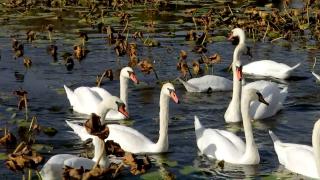 Vremea caldă derutează păsările migratoare. Berzele şi lebedele rămân la noi, dar schimbările de temperatură le pot fi fatale