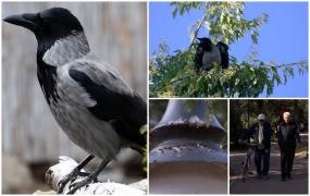 Primăria începe a treia bătălie cu ciorile din Cişmigiu, după ce până acum le-a pierdut pe toate. Localnicii, singurii speriaţi până acum