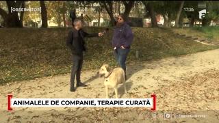 Studiu: Persoanele care au un câine sau o pisică sunt mai fericiţi şi pot fi scutiţi de boli