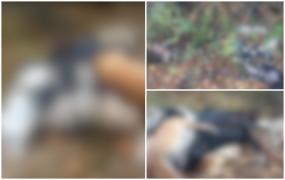 Peste 20 de câini găsiţi morţi într-o pădure din Gorj. Un bărbat oferă 1.000 de euro cui îi dă informaţii despre cine putea să ucidă animalele