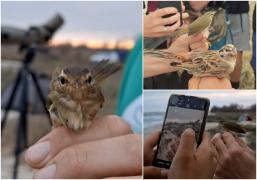 Exemplar extrem de rar de pasăre, pentru prima oară în România. A ajuns la noi în ţară din greşeală, în drumul ei spre Asia