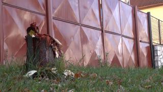 Amenda primită de un bărbat din Sibiu pentru că a tăiat copacul din faţa casei şi a vopsit ciotul în roşu