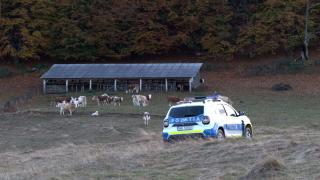 "Ursul e un criminal". Localnicii unei comune din Alba trăiesc un adevărat coşmar: în doar câteva zile, urşii au măcelărit zeci de vaci