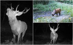 Boncănitul cerbilor sau lupta pentru împerechere în Munții Semenic. Curioşii plătesc și 700 de euro ca să vadă momentul