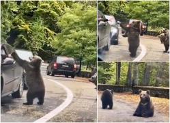 Imagini revoltătoare pe Transfăgărăşan. Un bărbat a fost filmat în timp ce bate palma cu un urs