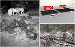 Specia-hibrid de animal, descoperită în Carpaţii Meridionali. Specialiștii cred că acest fenomen este îngrijorător