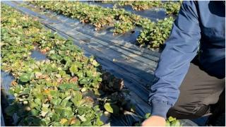 Fructul românesc care umple tarabele din piețe și în noiembrie. Cu cât se vinde o caserolă: "Ne apropiem de mijlocul lunii şi încă recoltăm"