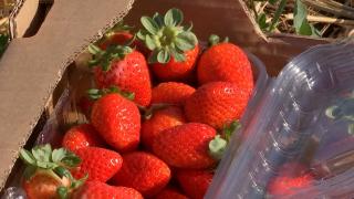 Cât a ajuns să coste o caserolă de căpşuni româneşti, în luna noiembrie. Fructele ar fi mai aromate acum decât în vară