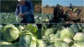 Varza de murat, afectată de secetă. Legumicultorii ajung să o vândă comerciaților direct de pe câmp, la preţ dublu faţă de anul trecut