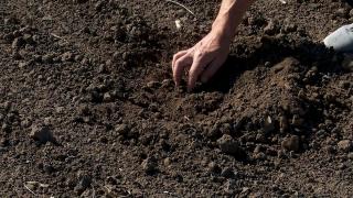 "Praf mult, ţărână, dacă băgăm plugul scoatem bolovani". Toamna prea blândă, o tragedie pentru fermieri. Agricultorii nu speră decât la o minune