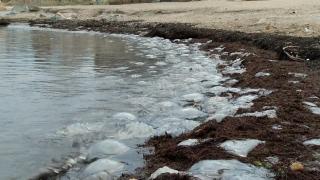 Peisaj sinistru pe plaja din Saturn. Sute de meduze moarte au invadat ţărmul, în lipsa hranei: cum explică specialiştii fenomenul