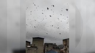 Sute de rândunele, filmate cum zboară haotic deasupra clădirilor, au murit subit. Fenomen straniu în China