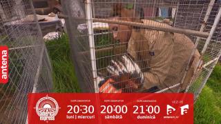 America Express, sezonul 6. Cum a reacţionat Iulia Albu, la ferma de cocoși de luptă. Observaţia lui Mike