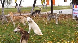 Doi bistriţeni, medalii de aur la Campionatul Mondial de carturi trase de câini: "Fără încredere niciodată nu se va putea face performanţă"