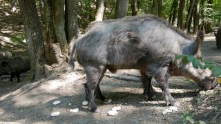 Statele Unite, aproape de un dezastru ecologic din cauza porcilor mistreţi