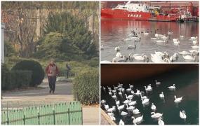 Primăvara de la începutul iernii calendaristice. Lebedele au luat cu asalt Portul Constanţa, iar temperaturile vor ajunge şi la 20 de grade