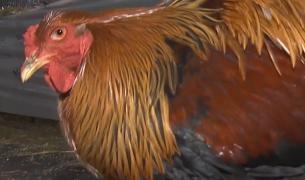 Găinile româneşti cu titlu de campioane europene. Expoziţie inedită cu peste 4.000 de păsări organizată la Bucureşti