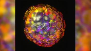 Au fost creaţi roboţii "vii". Pe viitor ar putea ajuta la vindecarea rănilor sau ţesuturilor deteriorate